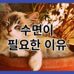 수면이 필요한 이유 6가지_건강을 위한 잠의 중요성