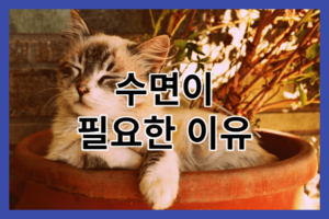 수면이 필요한 이유 6가지_건강을 위한 잠의 중요성