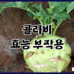 콜라비 효능 부작용 면역력 효과 높이는 음식