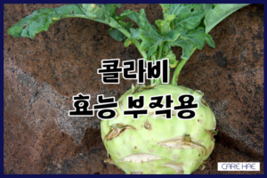 콜라비 효능 부작용 면역력 효과 높이는 음식