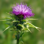 밀크씨슬(Milk Thistle)의 추출물 실리마린 효능 효과 영향 장단점