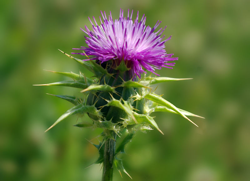 밀크씨슬(Milk Thistle)의 추출물 실리마린 효능 효과 영향 장단점